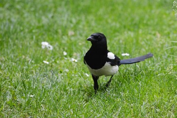 a large magpie walks in a green meadow