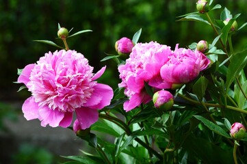 pink peony flowers bloomed in spring