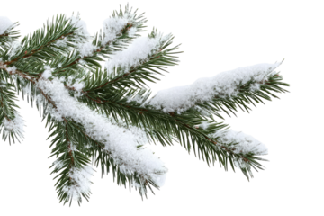 A snowy pine branch isolated on a black background showing winter season and christmas decoration theme