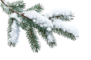 A close up of a pine branch covered with fresh white snow against a black isolated background outdoors