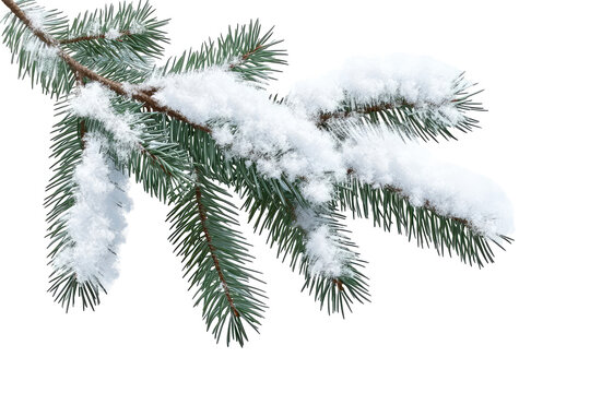 A close up of a pine branch covered with fresh white snow against a black isolated background outdoors