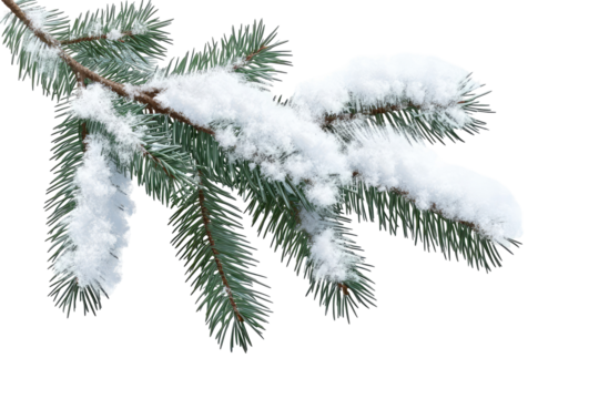 A close up of a pine branch covered with fresh white snow against a black isolated background outdoors