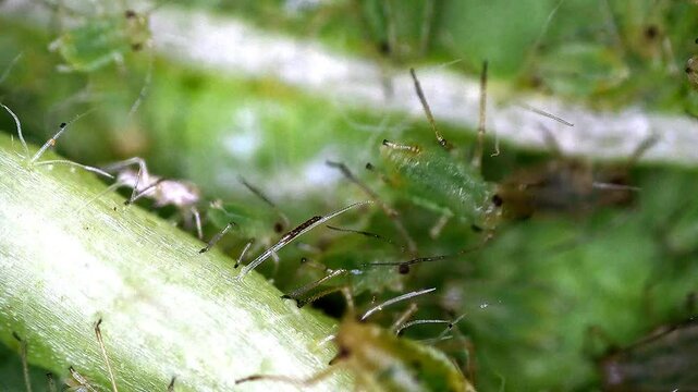 greenflies on a mallow leaf, microscopic view