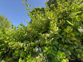 Lonicera caprifolium blooms yellow and white. The Italian woodbine, perfoliate, goat-leaf honeysuckle, Italian honeysuckle, or perfoliate woodbine. Genus Lonicera of the family Caprifoliaceae. Close-u
