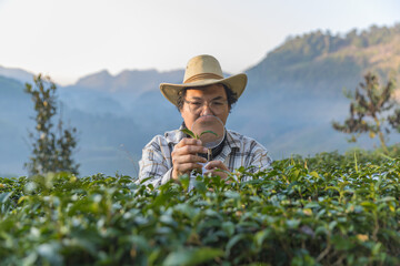 Farmer inspects tea fields. Smart farming and digital farming in Green tea industry. Agricultural...