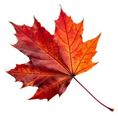 Fototapeta premium Single red maple leaf isolated on transparent background