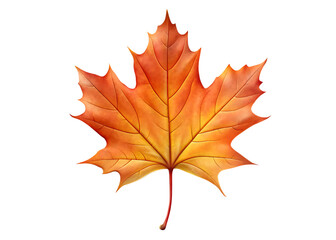 Fototapeta premium maple leaf isolated on white