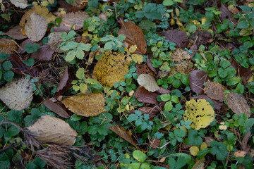 photo A vibrant close-up of a forest floor covered with a rich tapestry of fallen autumn leaves and lush green undergrowth, showcasing nature's colorful and diverse seasonal transition