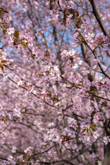 Obraz premium close-up view of cherry blossom branches with delicate pink flowers set against a blurred backdrop of additional blooms and clear blue sky, evoking springtime tranquility and natural beauty, gentle