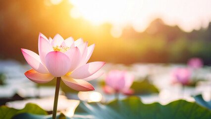 연꽃 호수 연잎 자연 배경 사진 이미지