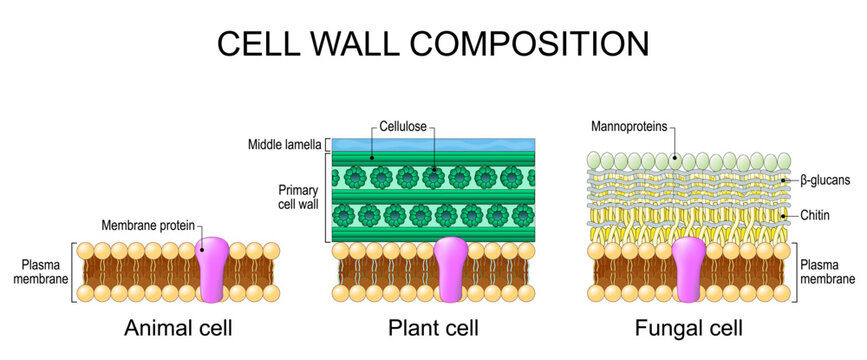 Cell wall composition. Comparison structure and anatomy of cell wall