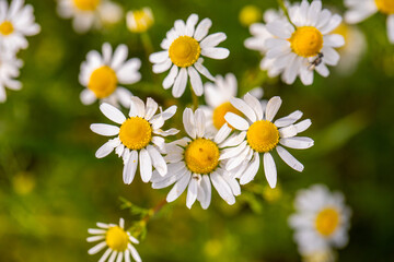 A field of blooming chamomile flowers in the summer sun.