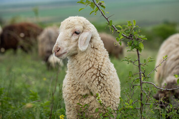 Close-up Profile of a Sheep. A young lamb in a field, focused on the foreground. A flock of sheep...