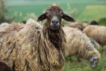 Close-up Profile of a Sheep. A young lamb in a field, focused on the foreground. A flock of sheep...
