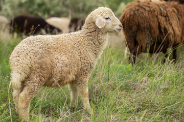Close-up Profile of a Sheep. A young lamb in a field, focused on the foreground. A flock of sheep...