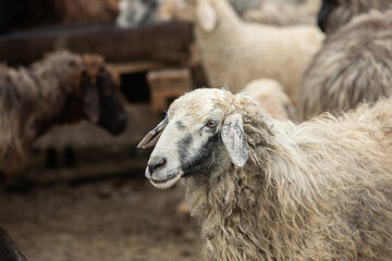 Close-up Profile of a Sheep. A young lamb in a field, focused on the foreground. A flock of sheep...