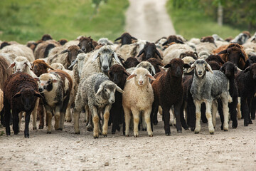 Close-up Profile of a Sheep. A young lamb in a field, focused on the foreground. A flock of sheep grazing in a green pasture.