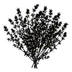 Thyme herb plant silhouette vector illustration for culinary and botanical designs use, isolated