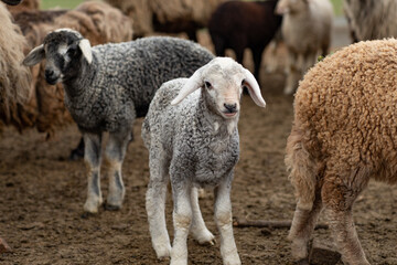 Close-up Profile of a Sheep. A young lamb in a field, focused on the foreground. A flock of sheep...