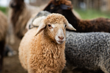 Close-up Profile of a Sheep. A young lamb in a field, focused on the foreground. A flock of sheep...