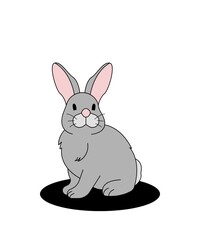 Rabbit on white background