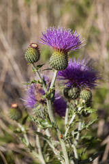 Purple thistle close-up
