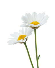 White daisies falling on white isolated background, levitation