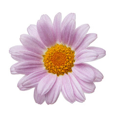 Pink daisies falling on white isolated background, levitation