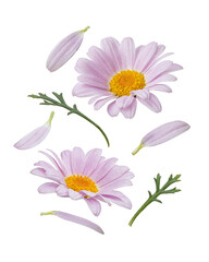 Pink daisies falling on white isolated background, levitation