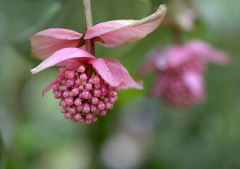 メディニラ・マグニフィカ