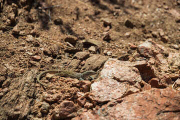 Small lizard sunning 
