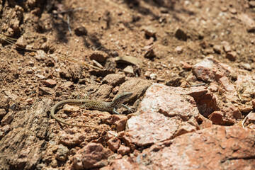 Small lizard sunning 
