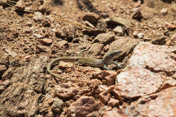 Small lizard sunning 
