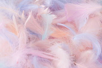 Colorful feather background, top view.