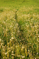 Spring background with light transparent flowers dandelions