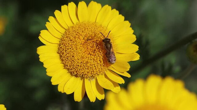 short clip of a halictus subauratus the Golden Furrow Bee on a anthemis tinctoria blossom