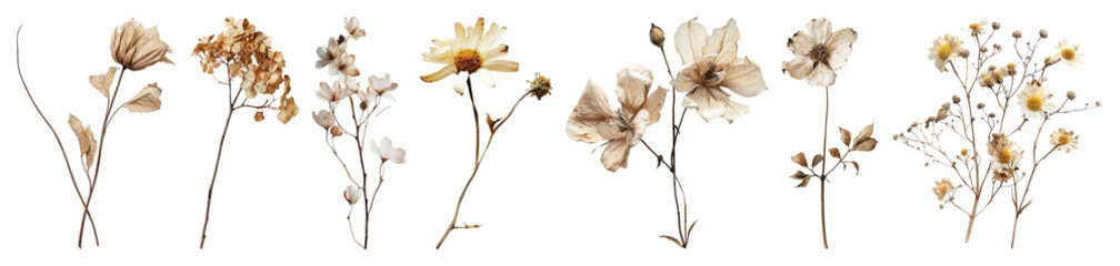 PNG Vintage floral botanical illustration, element set on transparent background