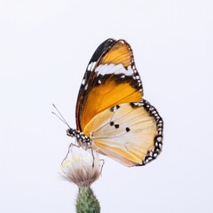 Butterfly isolated on white background