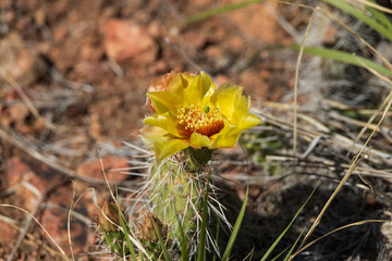 Prickly Pear cactus with yellow flower, close-up
