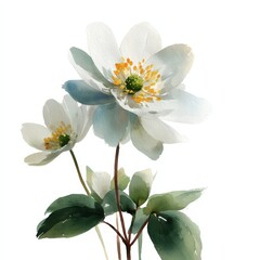 Fototapeta premium botanical watercolor illustration wood anemone white petals Delicate white flowers with green leaves on a light background. white background