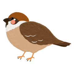Cute children's book style Sparrow