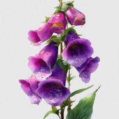 Fototapeta premium botanical watercolor illustration foxglove purple flowers with bell-shaped blooms on a green stem. white background