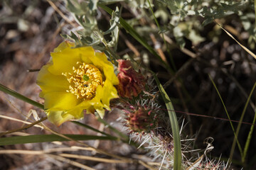 Prickly Pear cactus with yellow flower, close-up

