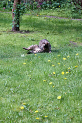 Obraz premium A grey stray cat lying on a green lawn in the garden, grooming itself