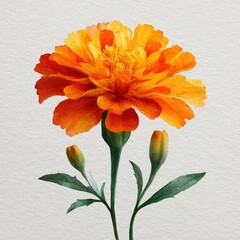 botanical watercolor illustration Vibrant marigold flower illustration on a textured background. white background