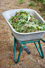 A garden wheelbarrow filled with mowed grass and weeds standing in the garden