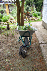 A garden wheelbarrow filled with mowed grass and weeds standing in the garden