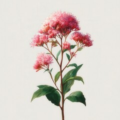 botanical watercolor illustration joe-pye weed Beautiful pink flowering plant with green leaves on a white background. white background