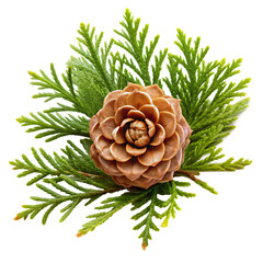 Pine cone and cedar sprigs arrangement isolated on a white background png ai generated