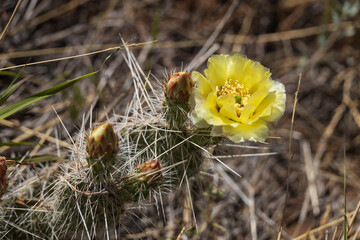 Prickly Pear cactus with yellow flower, close-up
